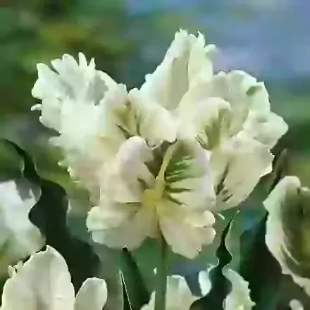 Super Parrot
